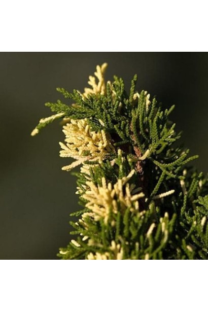 Ялівець Експанса Варієгата - блакитно-зелена хвоя з кремово-білими плямами